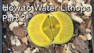 When and How to Water Lithops - Part 2 - Lithops Growth Cycle