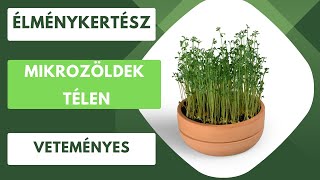 Mikrozöldek télen🌱