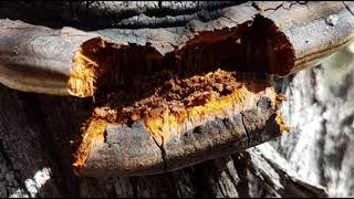 Tasting some Casuarina Tree Fungi - Western Australian Noongar Aboriginal Bush Tucker - Part 1