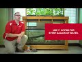 basic aquaponics how to choose fish