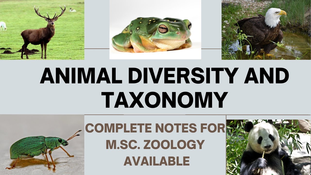 ANIMAL DIVERSITY AND TAXONOMY - M.SC. ZOOLOGY #animaldiversity # ...