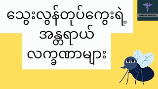 သွေးလွန်တုပ်ကွေးရဲ့ အန္တ ရာယ် လက္ခဏာများ - Danger signs of dengue hemorrhagic fever ( DHF )