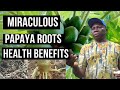 Miraculous Papaya Roots Health Benefits