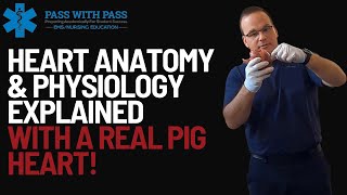 Heart Anatomy \u0026 Physiology Explained with a Real Pig Heart! 🫀