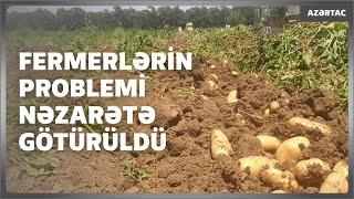 Masallıda fermerlərin problemi nəzarətə götürülüb