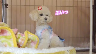 大雪でお散歩を断念したら妹犬が小屋に籠城して抗議し始めました…汗