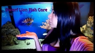 Fish Profile: Dwarf Zebra Lionfish Care