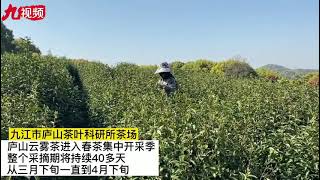 带你探秘庐山云雾茶