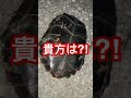 （草亀）激レア生物登場？（石亀）