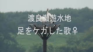 足をケガした歌　渡良瀬遊水地のコウノトリ、１４日天国にいきました。