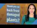 Should you cut back frost damaged plants?