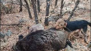 KALABALIK DOMUZ SÜRÜLERİ  #pighunting