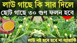 লাউ গাছে কি সার দিলে - ছোট গাছে ৩০ গুন ফলন হবে -  লাউ গাছে ফলন বৃদ্ধির উপায় - লাউ চাষ পদ্ধতি