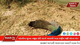 #peacock માંડવીના લુડવા નજીક ઝેરી પદાર્થ ખાવાથી આઠ રાષ્ટ્રીય પક્ષી મોરના મોત