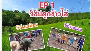 วิธีปลูกข้าวไร่ ข้าวดอย EP.1