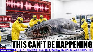 AI Just Unlocked Whale Communication… What They Heard Surprised Researchers