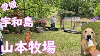 愛媛　宇和島　山本牧場【犬旅】