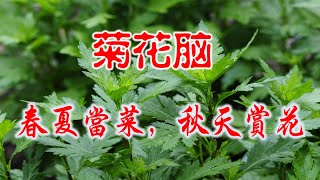 菊花脑：春夏当菜，秋天赏花