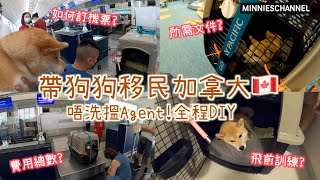 移加迷你－帶狗狗移民加拿大 全程DIY 唔洗靠Agent! 移民所需文件 訂機票流程 費用總數 飛前訓練｜minnieschannel