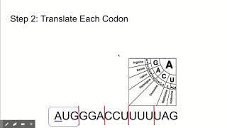 Reading a Codon Wheel