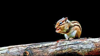 Curious CHIPMUNK