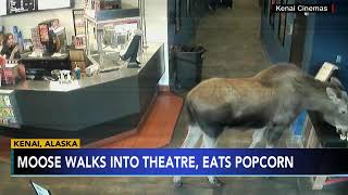 Moose walks into movie theater and snacks on popcorn