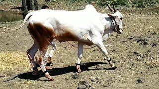 || Beautiful khillari Bull Farmer of Hatti Village ||