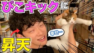 【DaiGo 猫】ぴこ様のキックで昇天しそうになったDaiGoさんはこちら【切り抜き】