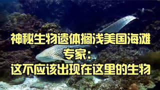 神秘生物遗体搁浅美国海滩，专家：这不应该出现在这里的生物