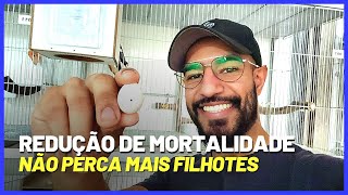 VLOG #04 - Fazendo o manejo de ovos na prática