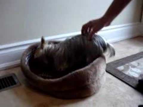 Yorkie Angry Youtube