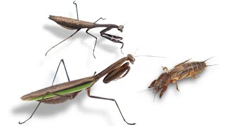 What Will Be If Two Praying Mantises Sees A Mole Cricket