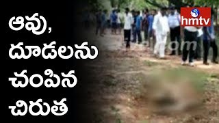 ఎస్వీ యూనివర్శిటీలో ఆవు దూడలను చంపిన చిరుత  - Tirupati | Telugu News | hmtv