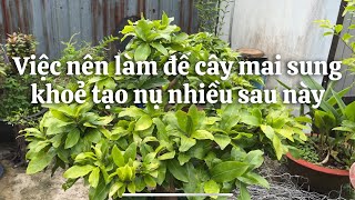 Việc cần thiết phải làm cho cây mai trong tháng 5 âm lịch