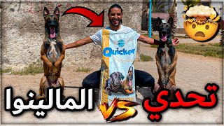 تحدي كلاب المالينوا الرابح يفوز🏅بأغلى 🤑 كيس طعام 😱🤯