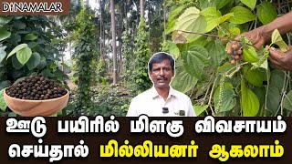 ஊடு பயிரில் மிளகு விவசாயம் செய்தால் மில்லியனர் ஆகலாம் | Pepper