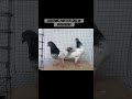 Breeding pair for sale like share subscribe our channel