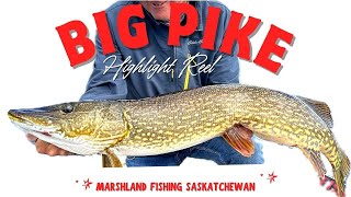 Big Pike Highlight Reel - Marshland Fishing Saskatchewan