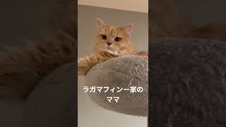 猫の日ラガマフィン一家全員紹介②ミル #ラガマフィン #猫のいる暮らし #猫動画