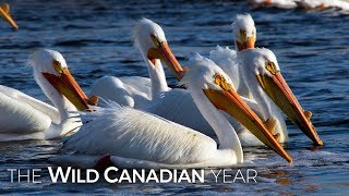 American White Pelicans Travel to Saskatchewan Looking for Love | Wild Canadian Year