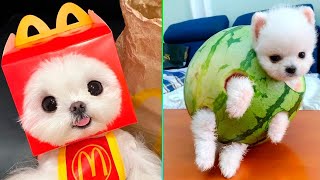 Cute Pomeranian Puppies Doing Funny Things #2 || Cutie Pom || Funny Dogs