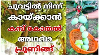 പഴച്ചെടികൾ ഇത് പോലെ കായ്ക്കാൻ ഇങ്ങനെ പ്രൂണിങ്ങ് ചെയ്യൂ | How to grow fruit trees faster | Pruning