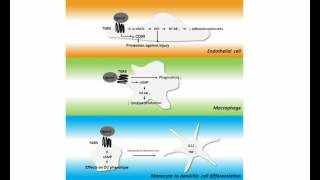 TGR5 in inflammation – Video abstract 40102