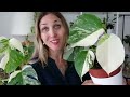 🌿 comment entretenir le monstera variegata et où l acheter