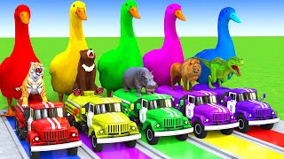 5 Giant Duck Cartoon,Cow,Elephant,Tiger,Lion,Dinosaur,Paint Wild Animals Crossing Fountain Animation