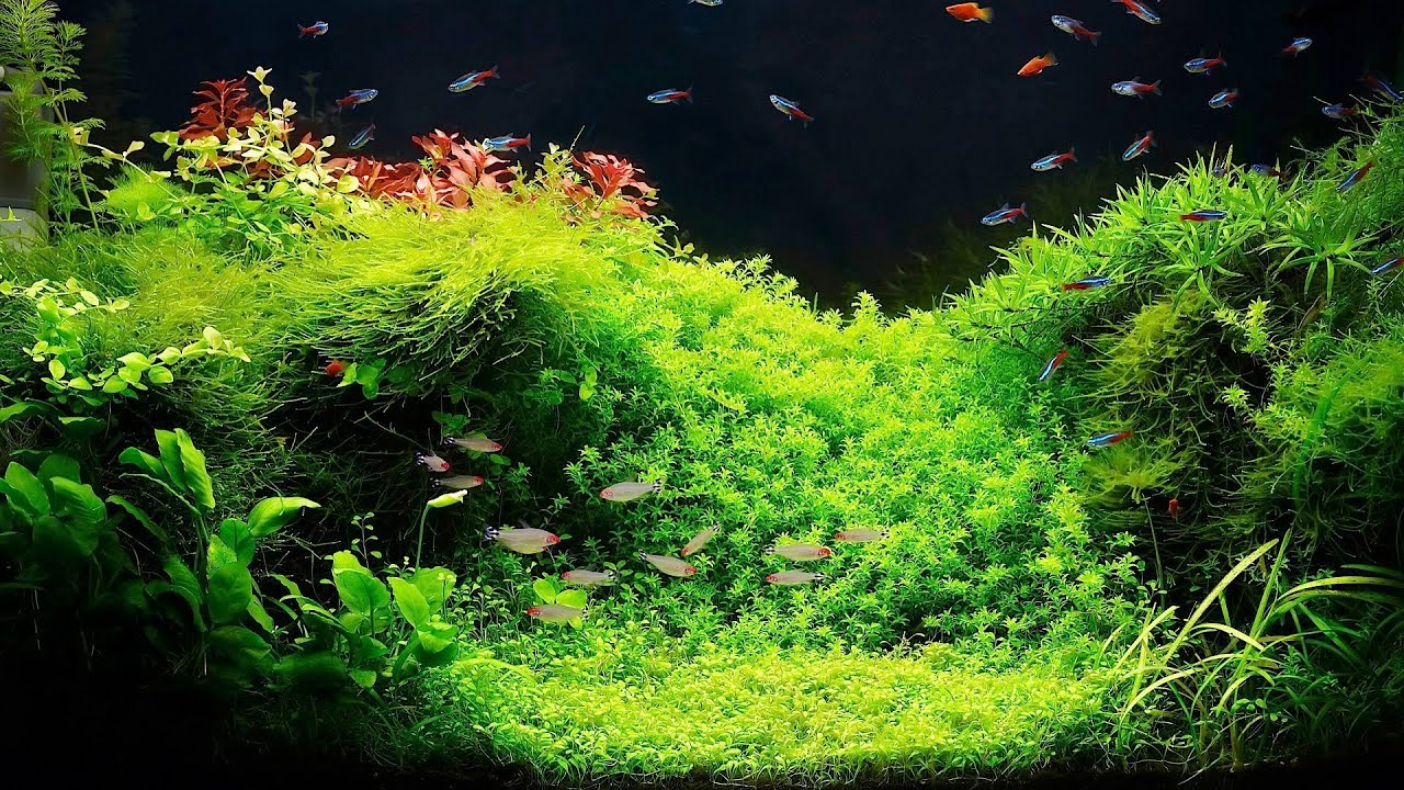 Setting Up A Fish Tank With Live Plants | Aquarium Care - YouTube