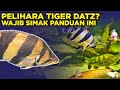 PANDUAN LENGKAP MERAWAT IKAN TIGER DATZ / DATNOID SEBAGAI IKAN HIAS PREDATOR PEMULA