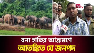 বন্য হাতির আক্রমণে আতঙ্কিত যে জনপদ | Sherpur Elephant Panic | GTV News