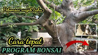 Program Phusu Batu-bonsai trees-chương trình cây cảnh (@abadibonsai6982)