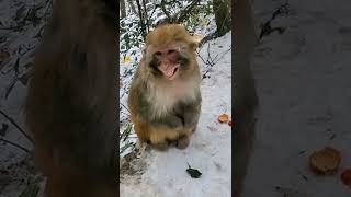 #funny monkeys video ! funny monkey laughing ! Loughing monkey #animals #dodo #saveanimal #shorts